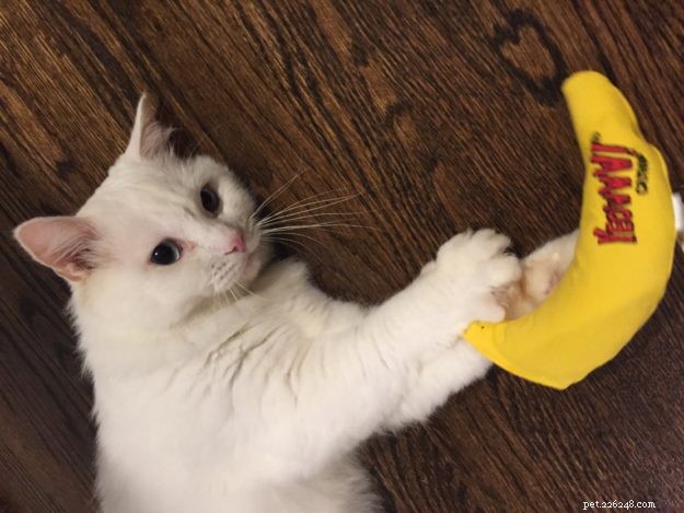 Premium Organic Catnip Toys for Happy, Healthy Cats