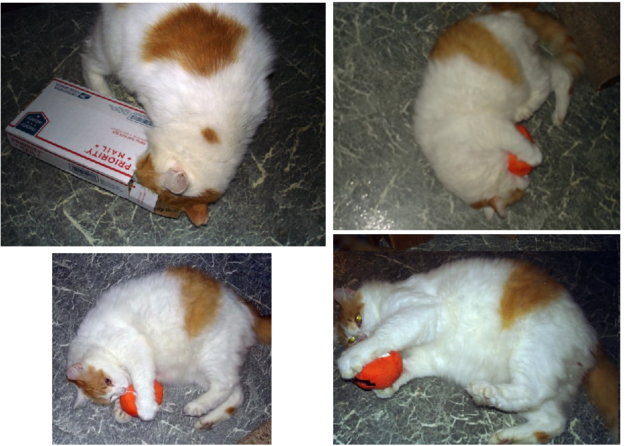 Premium Organic Catnip Toys for Happy, Healthy Cats