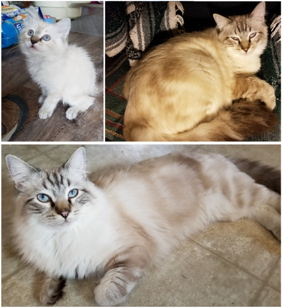 Chocolate Ragdoll Cats: Colors, Patterns & Breed Insights