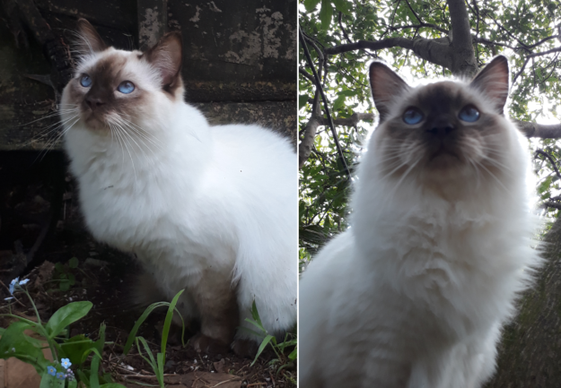 Chocolate Ragdoll Cats: Colors, Patterns & Breed Insights