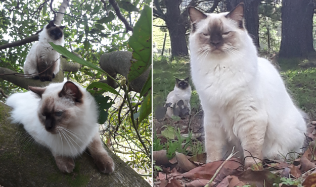 Chocolate Ragdoll Cats: Colors, Patterns & Breed Insights