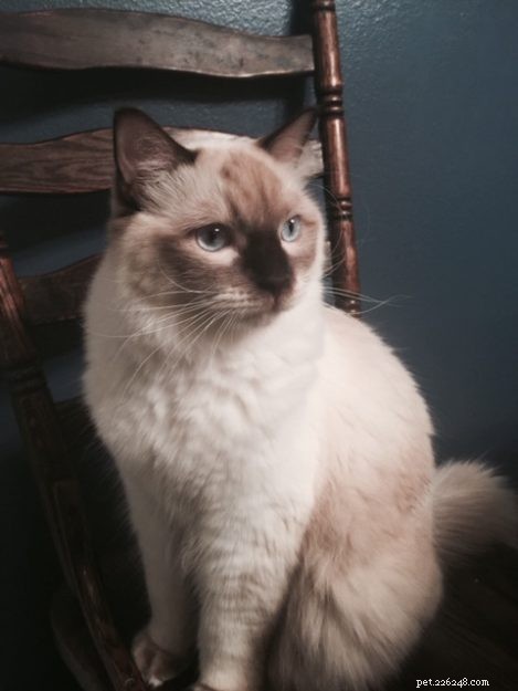 Chocolate Ragdoll Cats: Colors, Patterns & Breed Insights