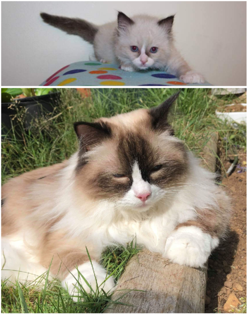 Chocolate Ragdoll Cats: Colors, Patterns & Breed Insights