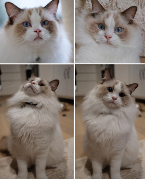 Chocolate Ragdoll Cats: Colors, Patterns & Breed Insights