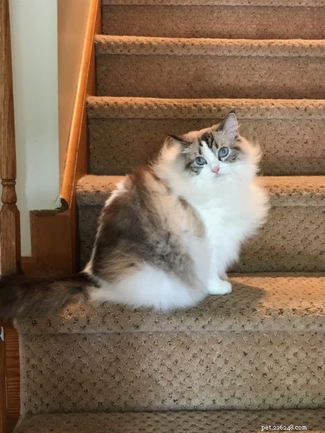 Chocolate Ragdoll Cats: Colors, Patterns & Breed Insights