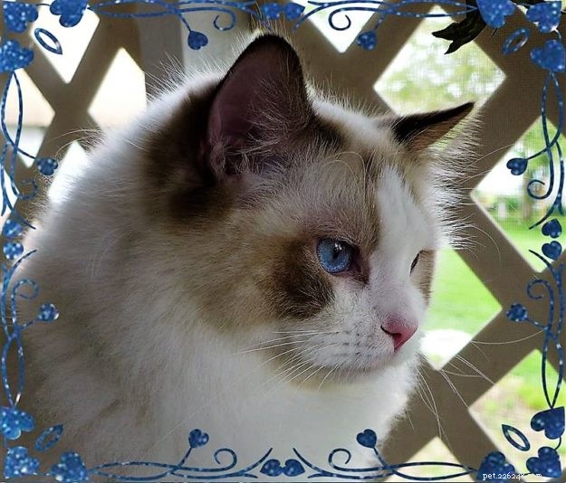 Chocolate Ragdoll Cats: Colors, Patterns & Breed Insights