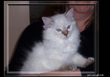 Chocolate Ragdoll Cats: Colors, Patterns & Breed Insights