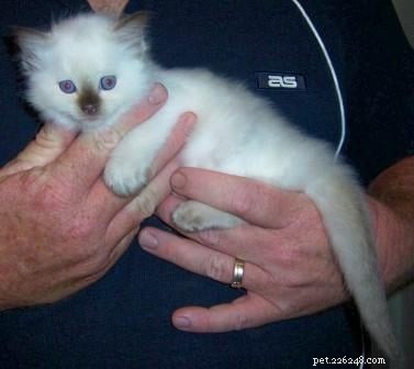 Chocolate Ragdoll Cats: Colors, Patterns & Breed Insights
