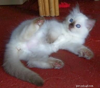Chocolate Ragdoll Cats: Colors, Patterns & Breed Insights