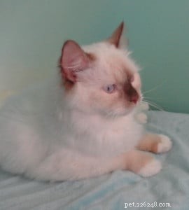 Chocolate Ragdoll Cats: Colors, Patterns & Breed Insights