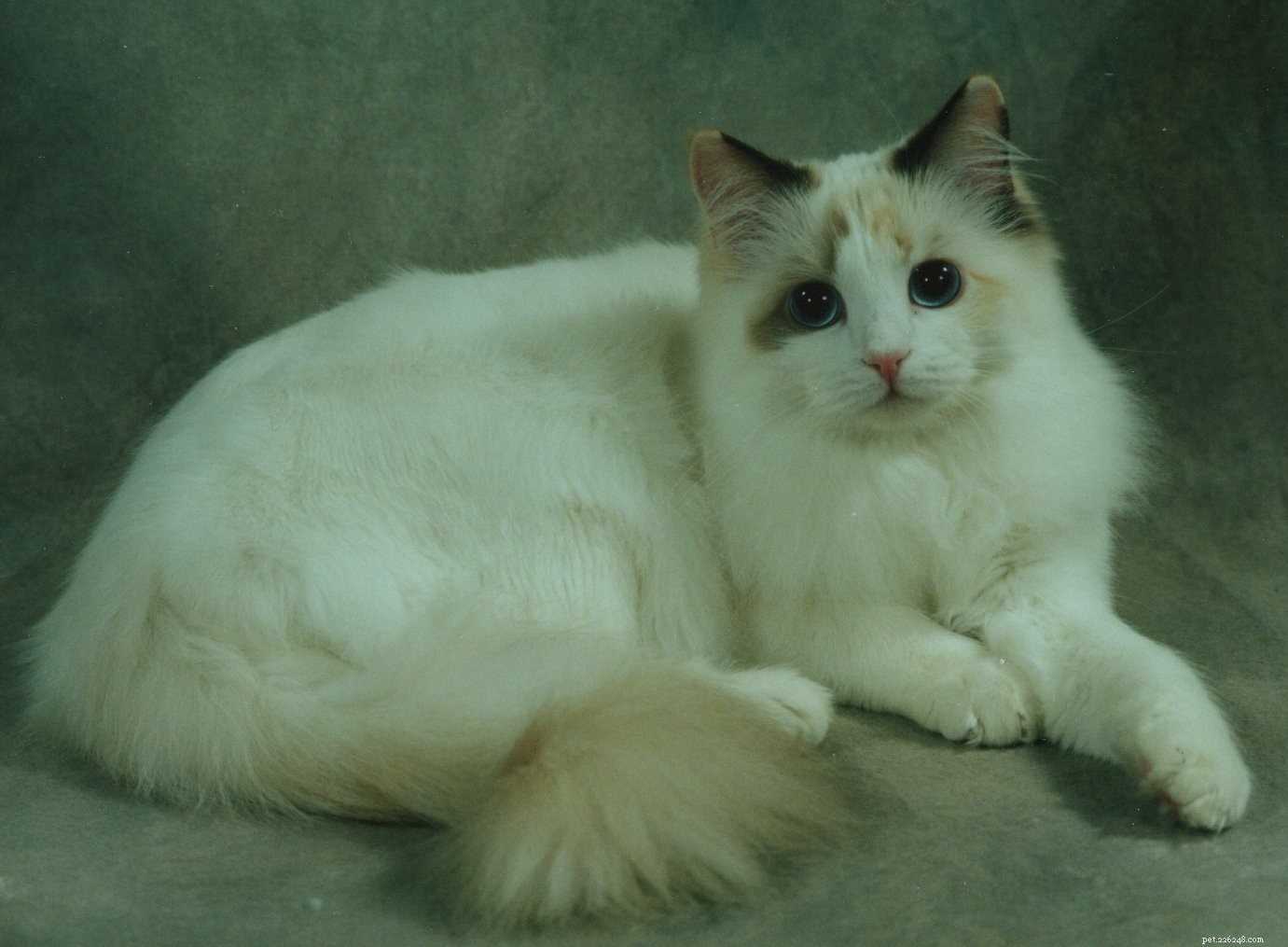 Chocolate Ragdoll Cats: Colors, Patterns & Breed Insights