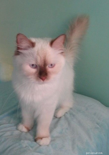 Chocolate Ragdoll Cats: Colors, Patterns & Breed Insights