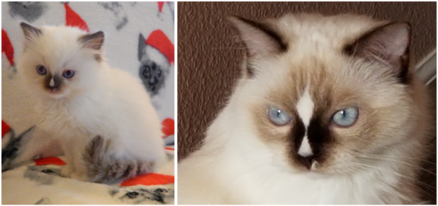 Chocolate Ragdoll Cats: Colors, Patterns & Breed Insights