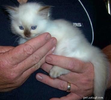 Chocolate Ragdoll Cats: Colors, Patterns & Breed Insights