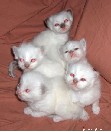 Chocolate Ragdoll Cats: Colors, Patterns & Breed Insights