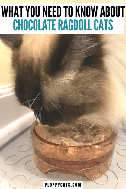 Chocolate Ragdoll Cats: Colors, Patterns & Breed Insights