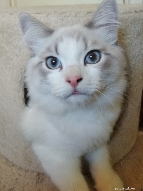 Can Cats Survive FIP? Proven GS441524 Treatment and Real Success Stories