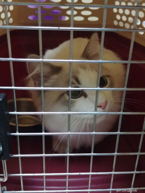 Can Cats Survive FIP? Proven GS441524 Treatment and Real Success Stories