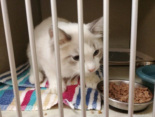 Can Cats Survive FIP? Proven GS441524 Treatment and Real Success Stories