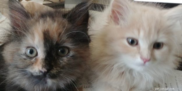 Can Cats Survive FIP? Proven GS441524 Treatment and Real Success Stories