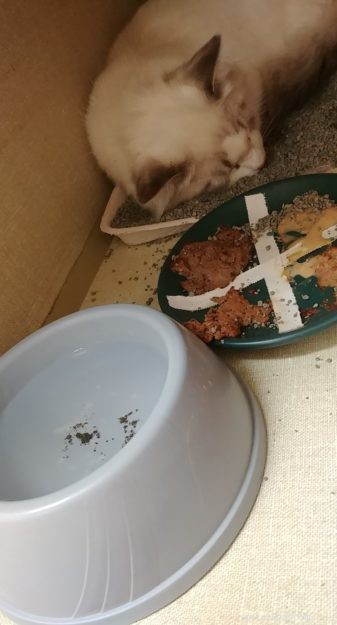 Can Cats Survive FIP? Proven GS441524 Treatment and Real Success Stories