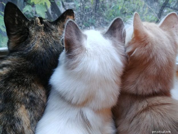 Can Cats Survive FIP? Proven GS441524 Treatment and Real Success Stories