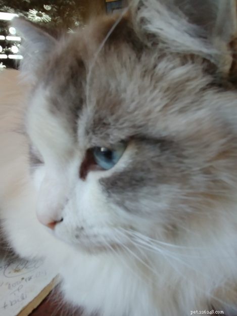 Can Cats Survive FIP? Proven GS441524 Treatment and Real Success Stories
