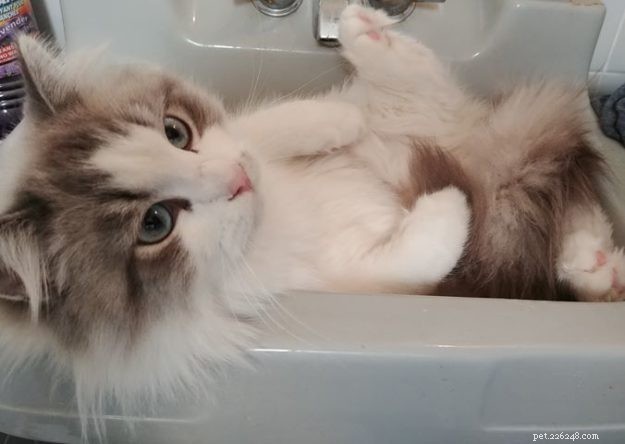 Can Cats Survive FIP? Proven GS441524 Treatment and Real Success Stories