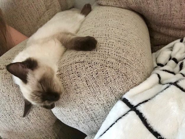 Meet Mara Jade, the Adorable Ragdoll Kitten of the Month