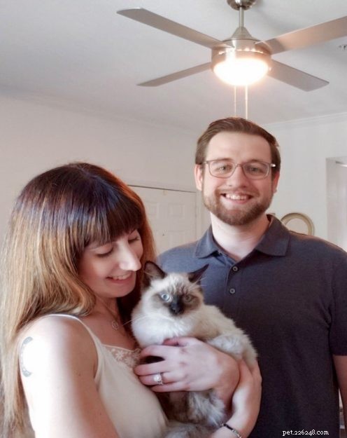 Meet Mara Jade, the Adorable Ragdoll Kitten of the Month