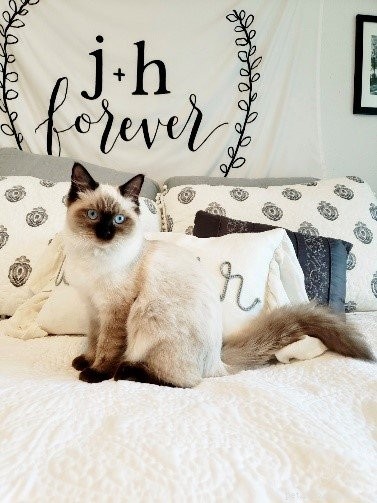 Meet Mara Jade, the Adorable Ragdoll Kitten of the Month
