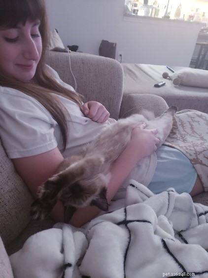 Meet Mara Jade, the Adorable Ragdoll Kitten of the Month