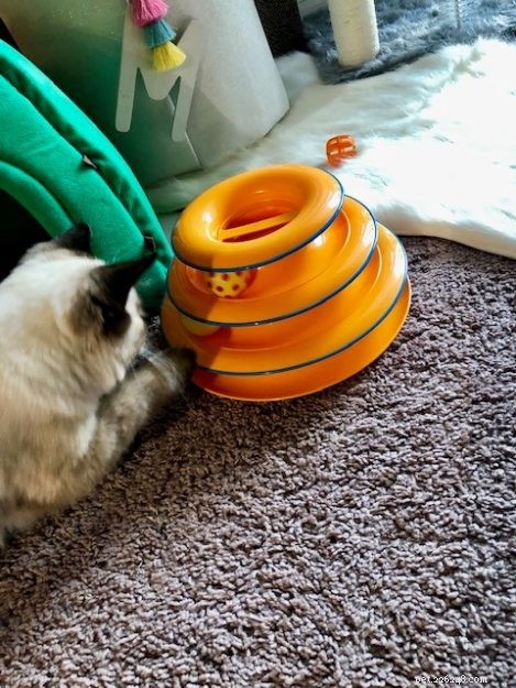 Meet Mara Jade, the Adorable Ragdoll Kitten of the Month
