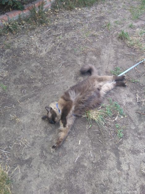 Meet Mylo: The Resilient Ragdoll Making a New Home