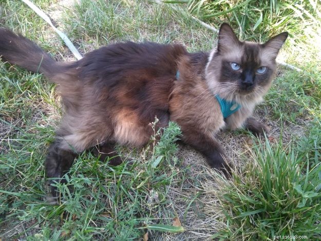 Meet Mylo: The Resilient Ragdoll Making a New Home