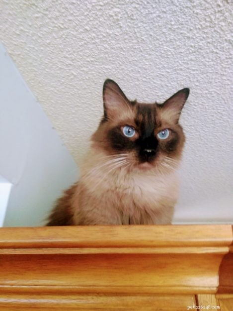 Meet Mylo: The Resilient Ragdoll Making a New Home