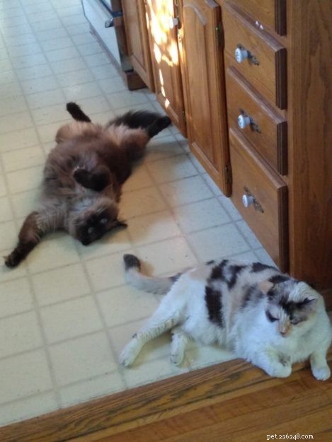 Meet Mylo: The Resilient Ragdoll Making a New Home
