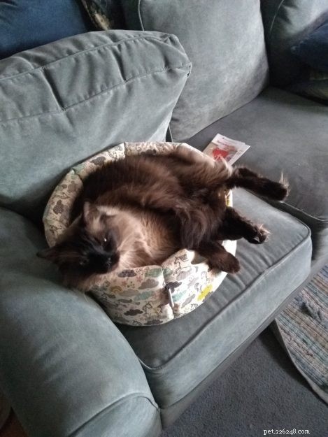 Meet Mylo: The Resilient Ragdoll Making a New Home