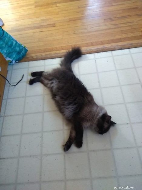 Meet Mylo: The Resilient Ragdoll Making a New Home
