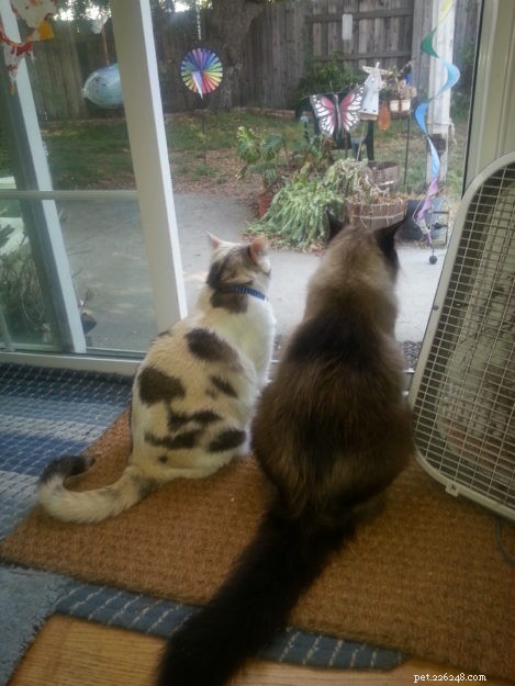 Meet Mylo: The Resilient Ragdoll Making a New Home