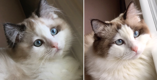 Ragdoll Cats: How Their Color Points Transform With Age