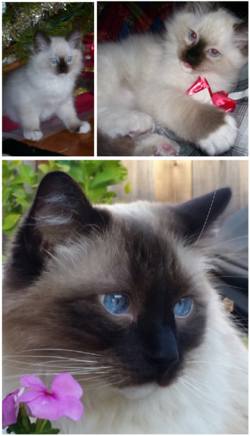 Ragdoll Cats: How Their Color Points Transform With Age