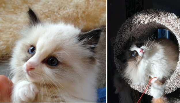 Ragdoll Cats: How Their Color Points Transform With Age