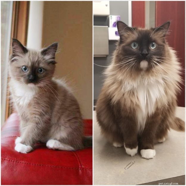 Ragdoll Cats: How Their Color Points Transform With Age