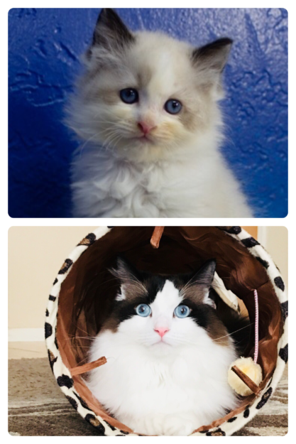 Ragdoll Cats: How Their Color Points Transform With Age