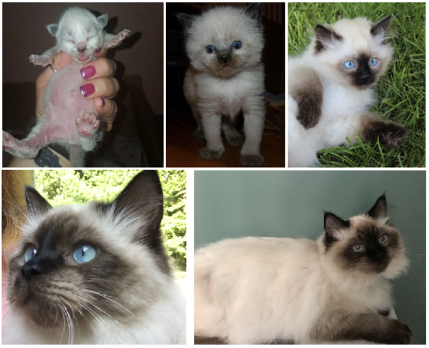 Ragdoll Cats: How Their Color Points Transform With Age