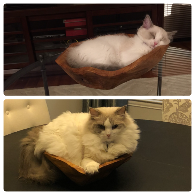 Ragdoll Cats: How Their Color Points Transform With Age