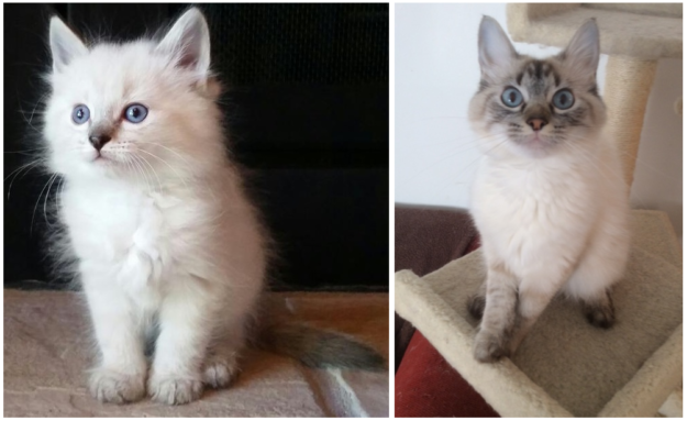 Ragdoll Cats: How Their Color Points Transform With Age