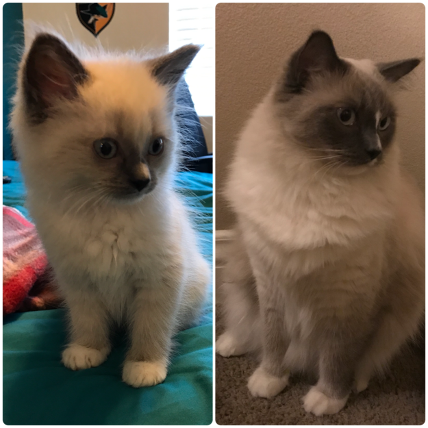 Ragdoll Cats: How Their Color Points Transform With Age