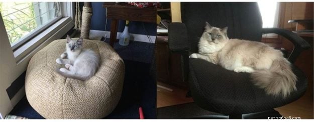 Ragdoll Cats: How Their Color Points Transform With Age